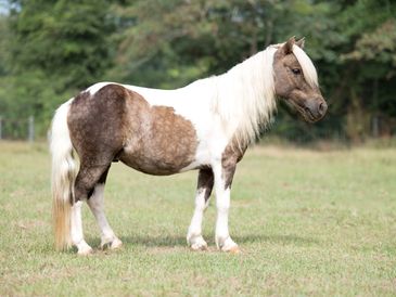 A small, brown and white pony standing on grass with a long mane.