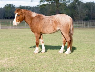 A brown and white pony standing on grassy field.