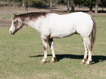 A white horse with brown spots stands on grass in a sunny field.