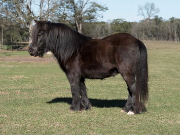 A black miniature horse standing on grass outdoors.