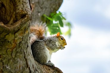 squirrel eating nut