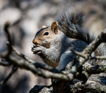 Squirrel eating Nut 