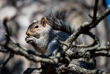 Squirrel eating nut