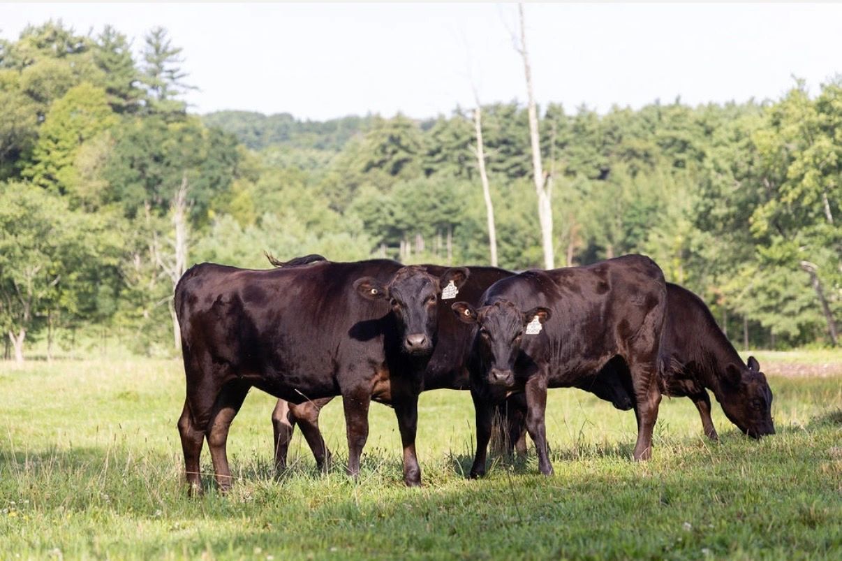 Fullblood Wagyu