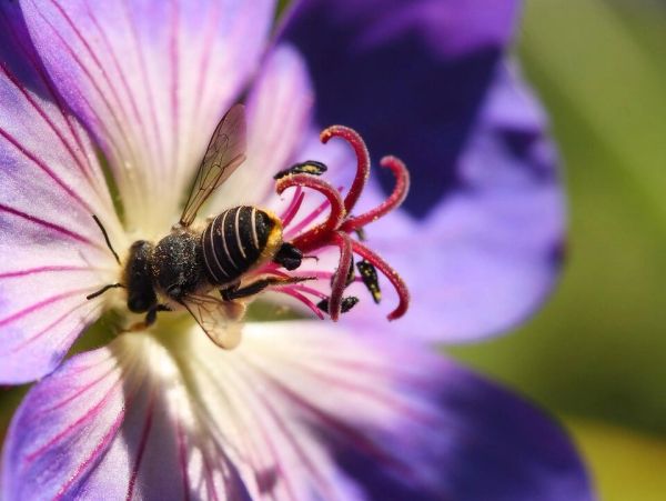 How do Bees Reproduce