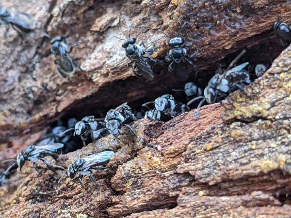 How do Bees Reproduce