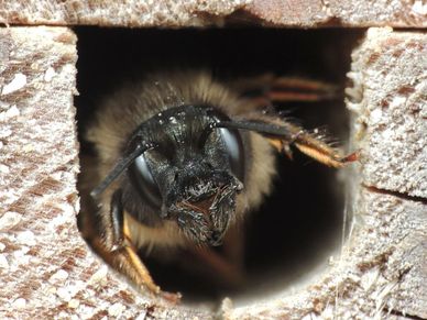"Solitary bee looking out a bee hotel, Sandy, Bedfordshire" by orangeaurochs is licensed CC BY 2.0.