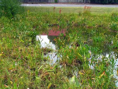 A green pond area with plants and a wooden fence in the background.