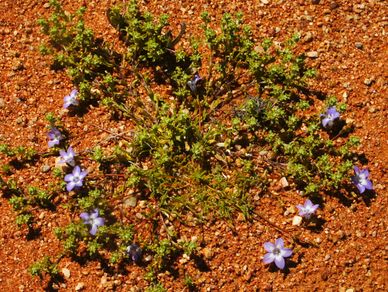 "Wahlenbergia annularis" by Winfried Bruenken (Amrum) is licensed under CC BY-SA 2.5.