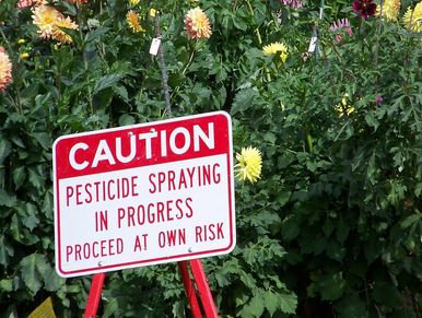 A caution sign warns of pesticide spraying in a garden with flowers.