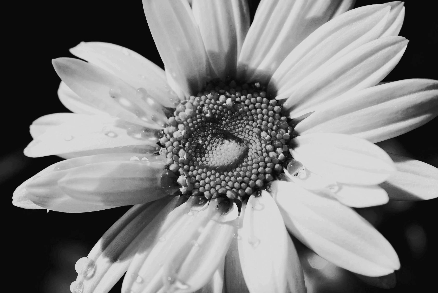 Pushin' Daisies Flowers, Flower Delivery, Floral, Flowers