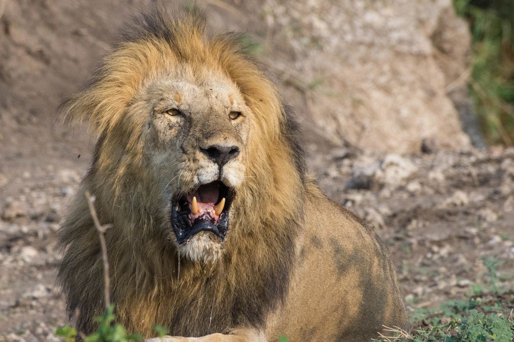 1. African Lion / Kenya