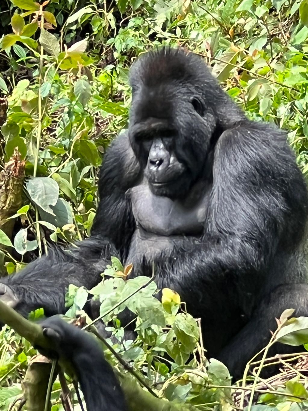 2. Male Mountain Gorilla. Bwindi Impenetrable Forest / Uganda
