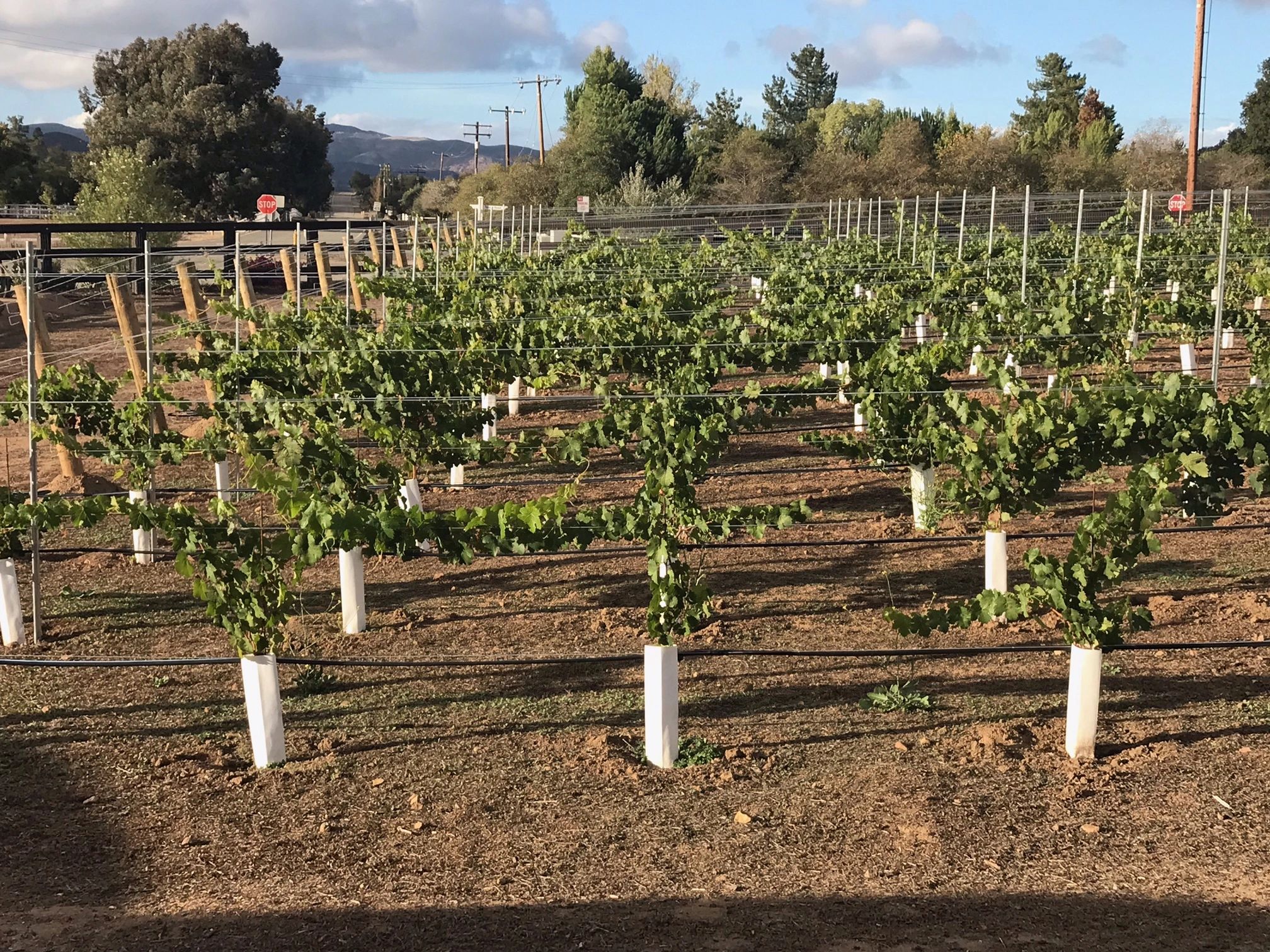 Tenaja Oaks Vineyard