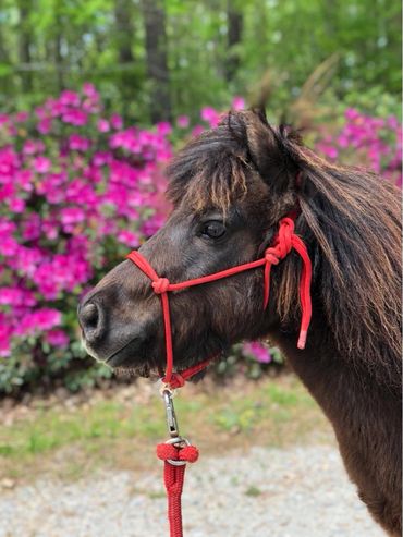 Miniature Horse with red halter