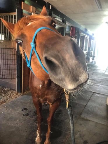 Horse trying to give the camera a kiss