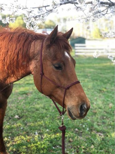 Red Roan mare in the spring