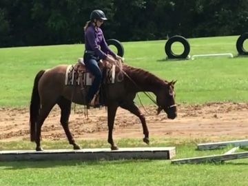 Horse walking over a bridge obstacle