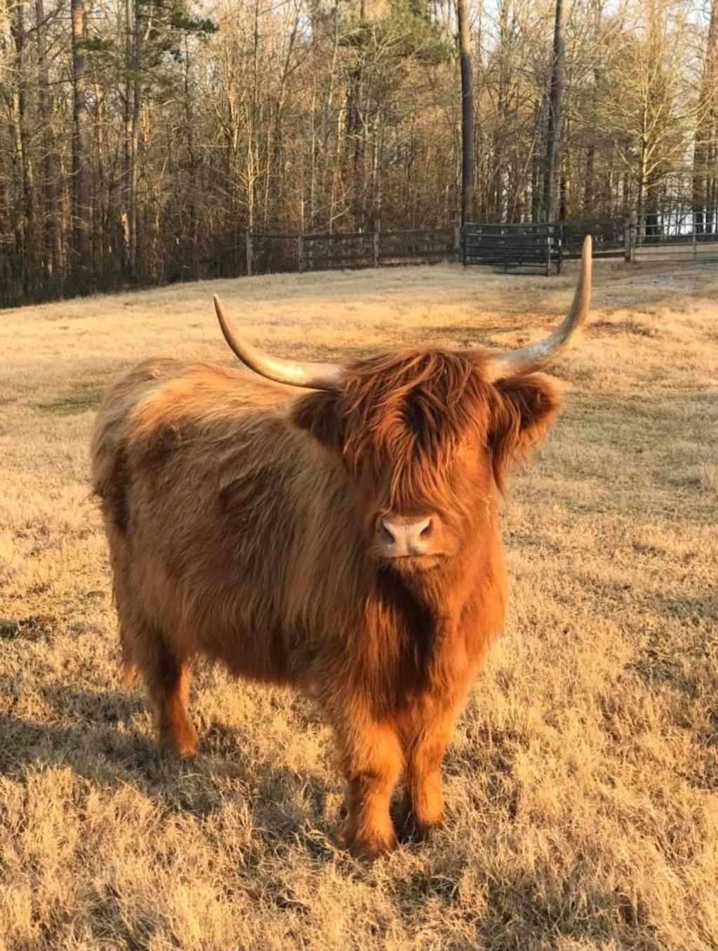 Raising Highland Cattle for Beef - Countryside