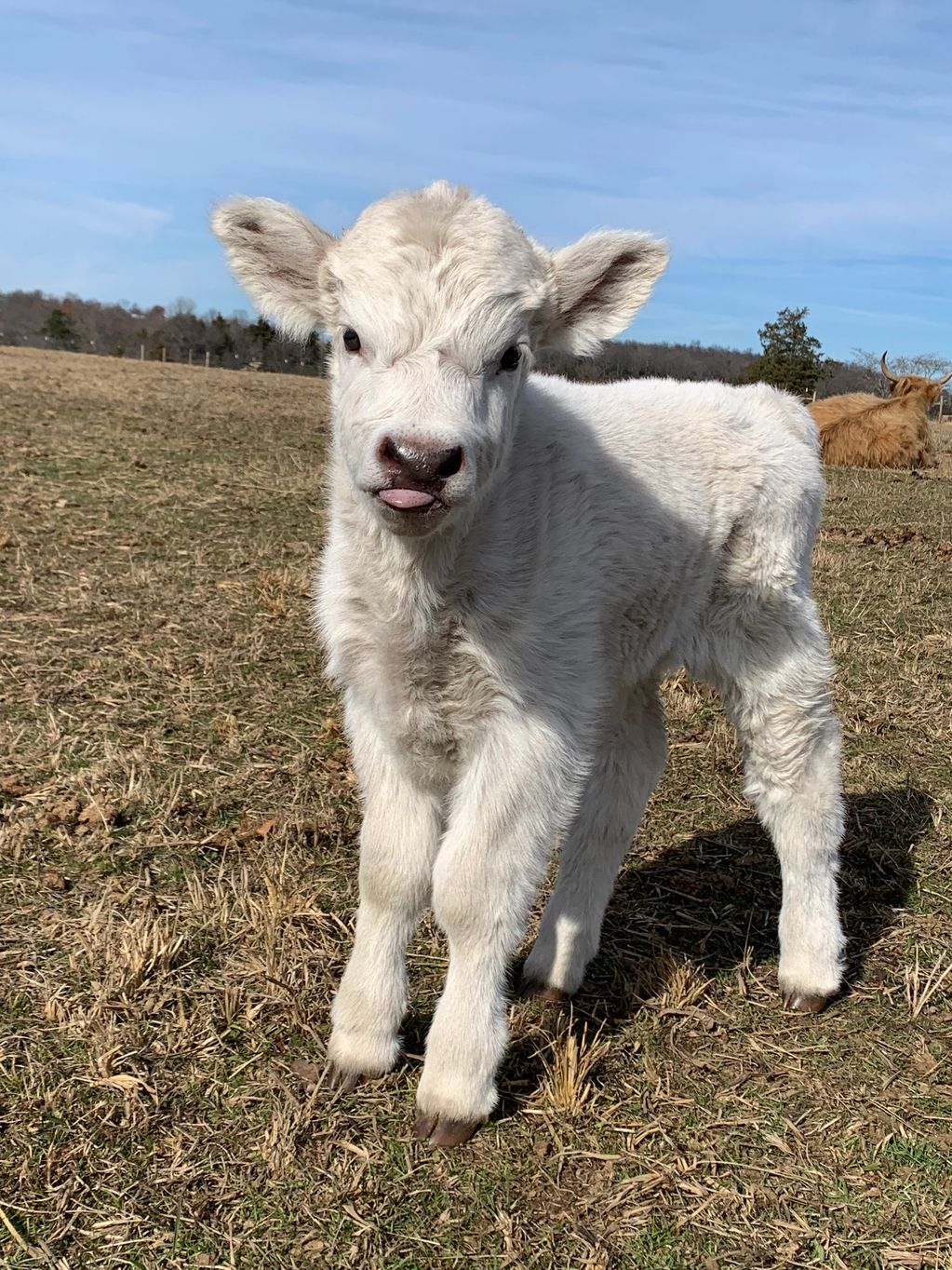 Mini Scots Cattle Co.