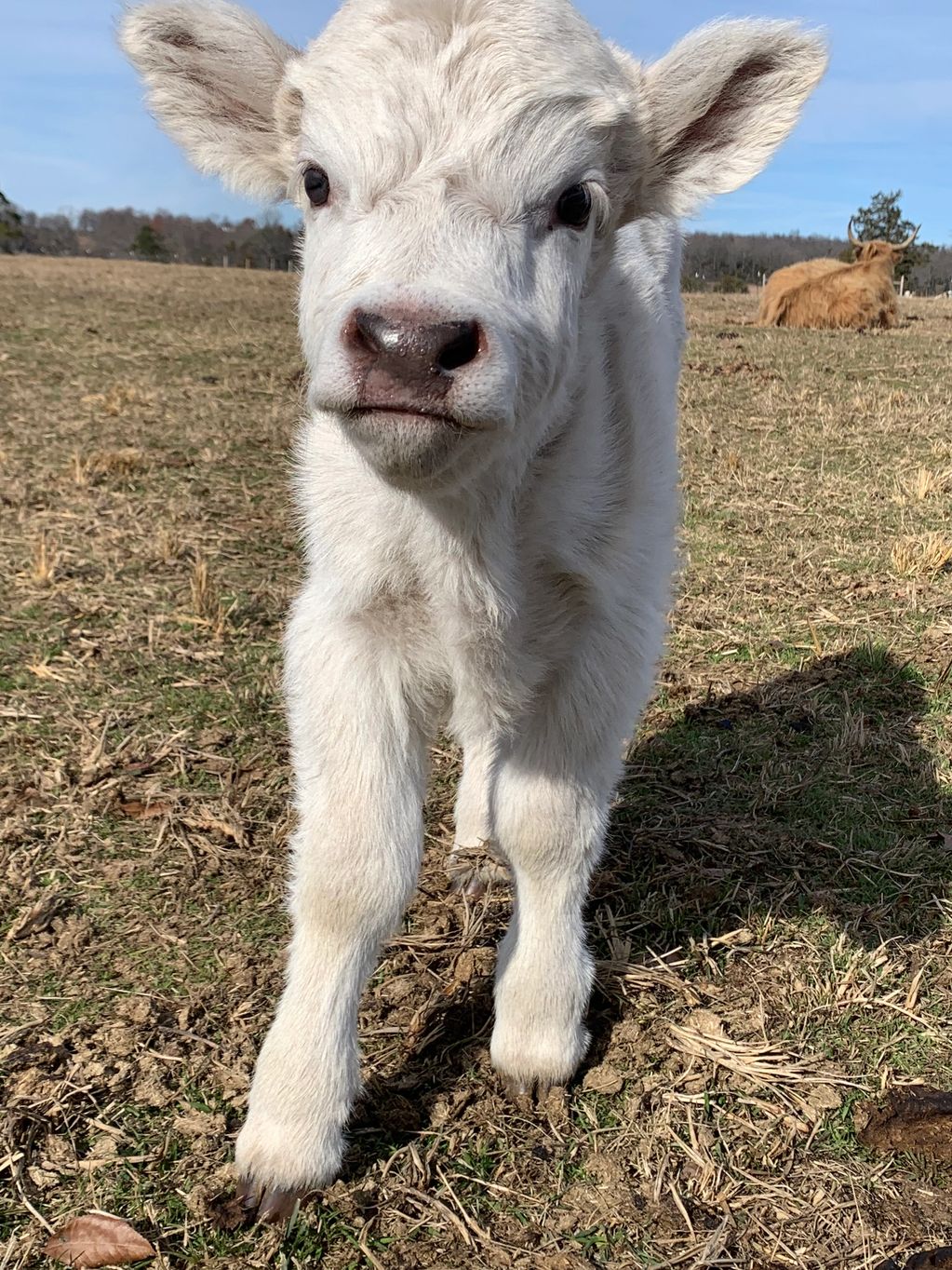 Calves for Sale | Mini Scots Cattle Co.