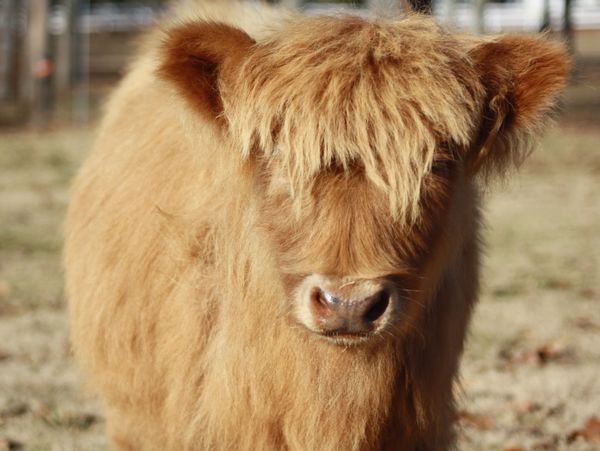 Mini Scots Cattle Co.
