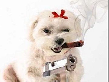 Dog with cigar and gun in a fierce pose.