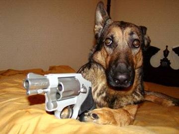 German Shepherd with a revolver on a bed.