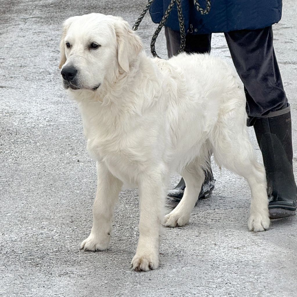 Tramin, English Cream Golden Retriever, ECGR, golden retriever puppies, golden retriever 
