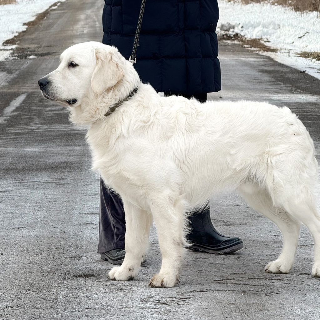 Large white dog standing on a snowy road beside a person in winter clothing.