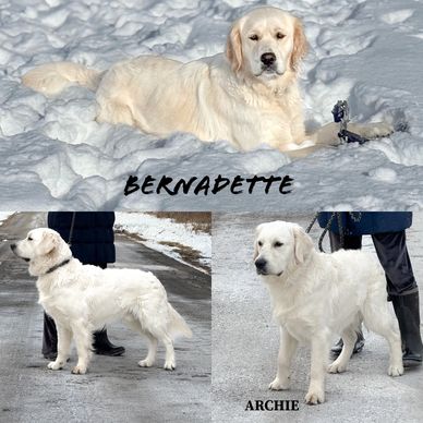 ECGR, English Cream golden retrievers, puppies, import retrievers, white retrievers, 