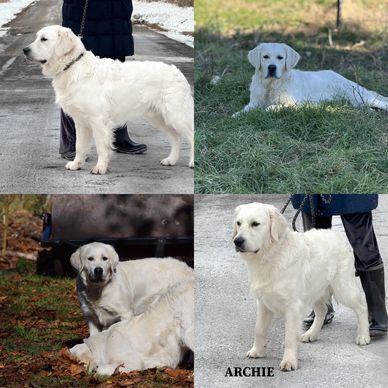 Four images of a white Golden Retriever named Archie in different outdoor settings.