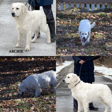 Collage of a white dog named Archie in various outdoor settings.