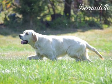 English Cream Golden Retriever, OFA, penn hip, golden , European retriever, health tested, dna