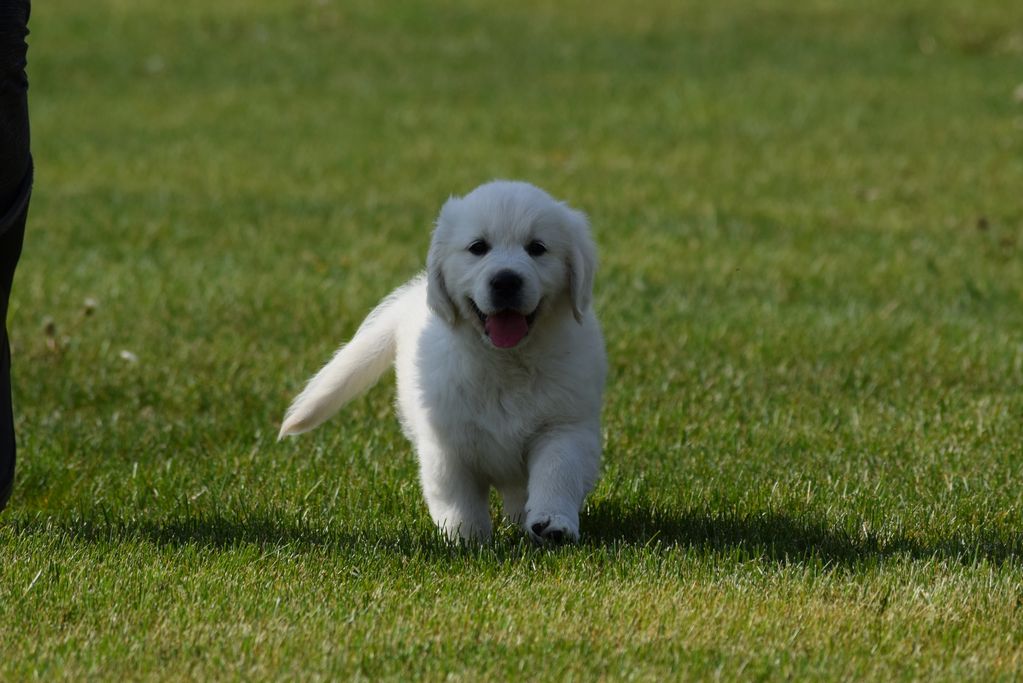 English Cream, golden retriever, European import, clear passion, European retriever, Romania, France