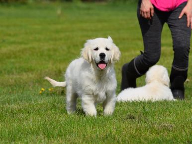 Tramin lines, direct import, health tested, champion, dna, OFA, penn hip, elbows, healthier goldens