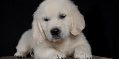 English Cream Golden Retriever, OFA, penn hip, golden , European retriever, health tested, dna