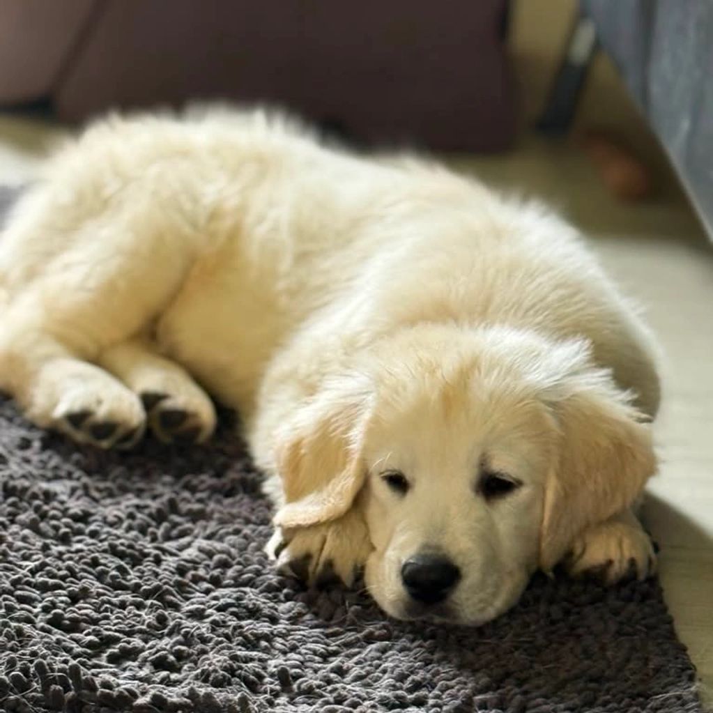 A fluffy golden retriever puppy lying on a textured rug.