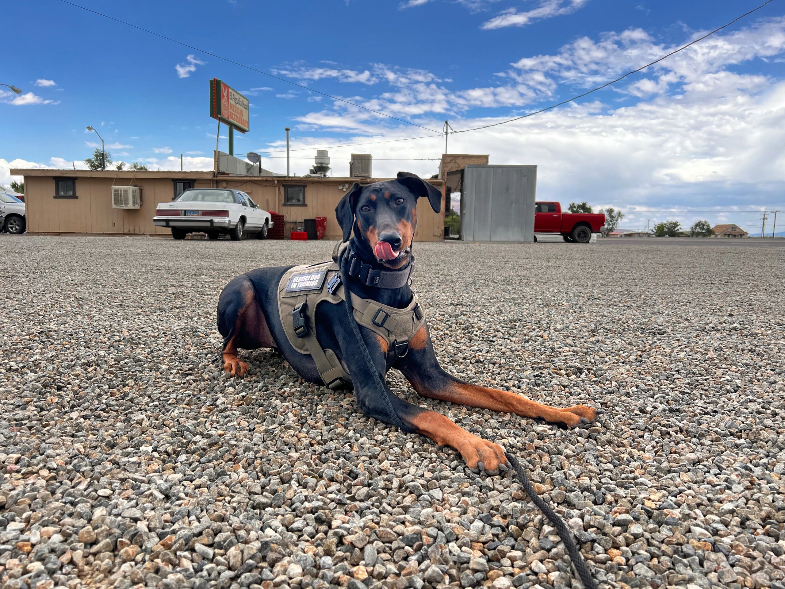 Suburban K9 Fanny Pack