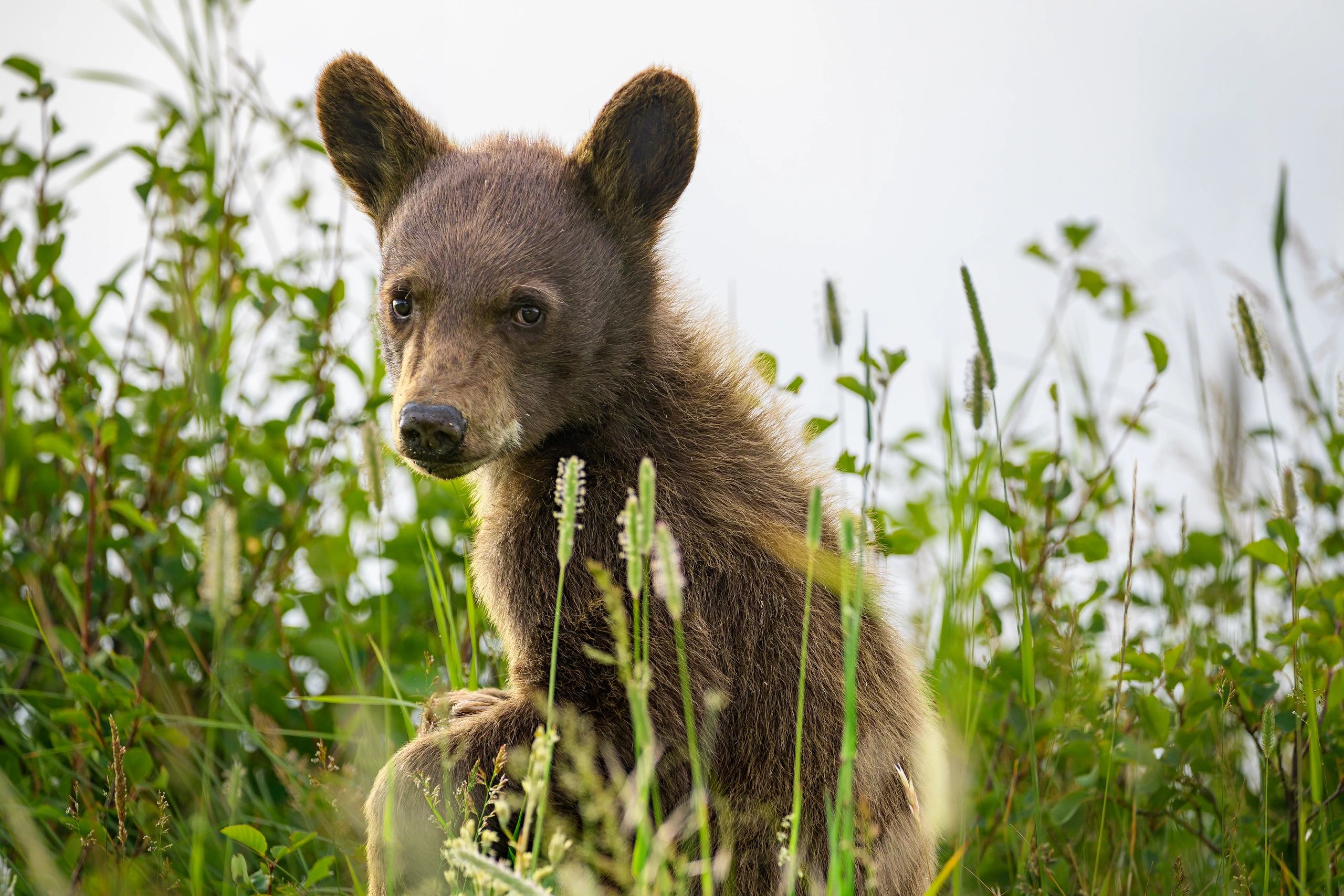 A young bear cub in green grass.
