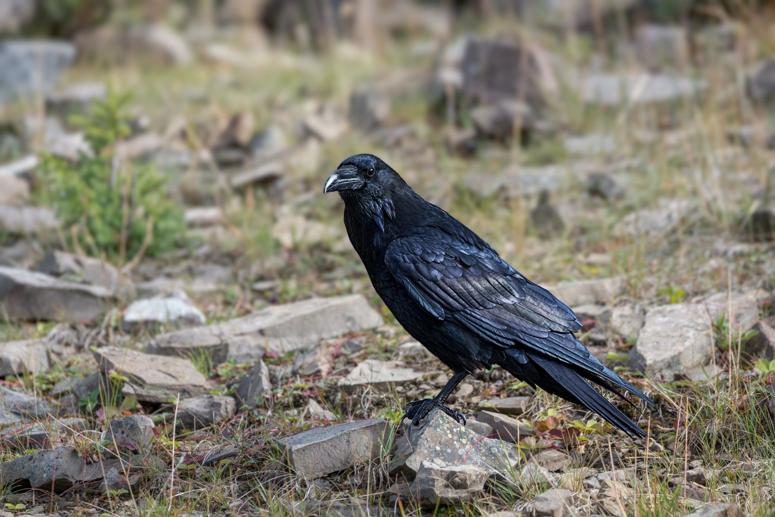A black raven standing on rocky ground.