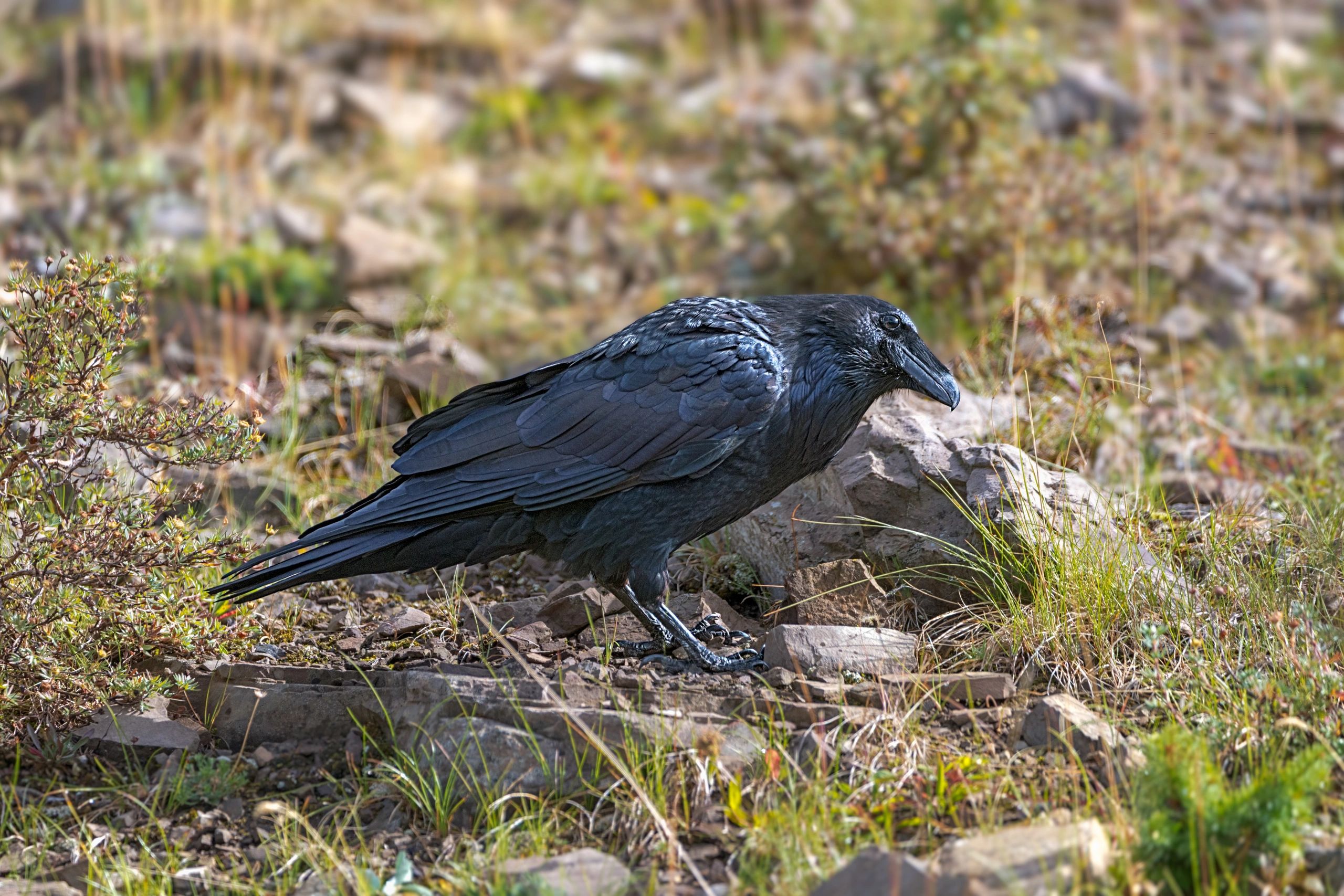 A raven on the ground among rocks and grass.
