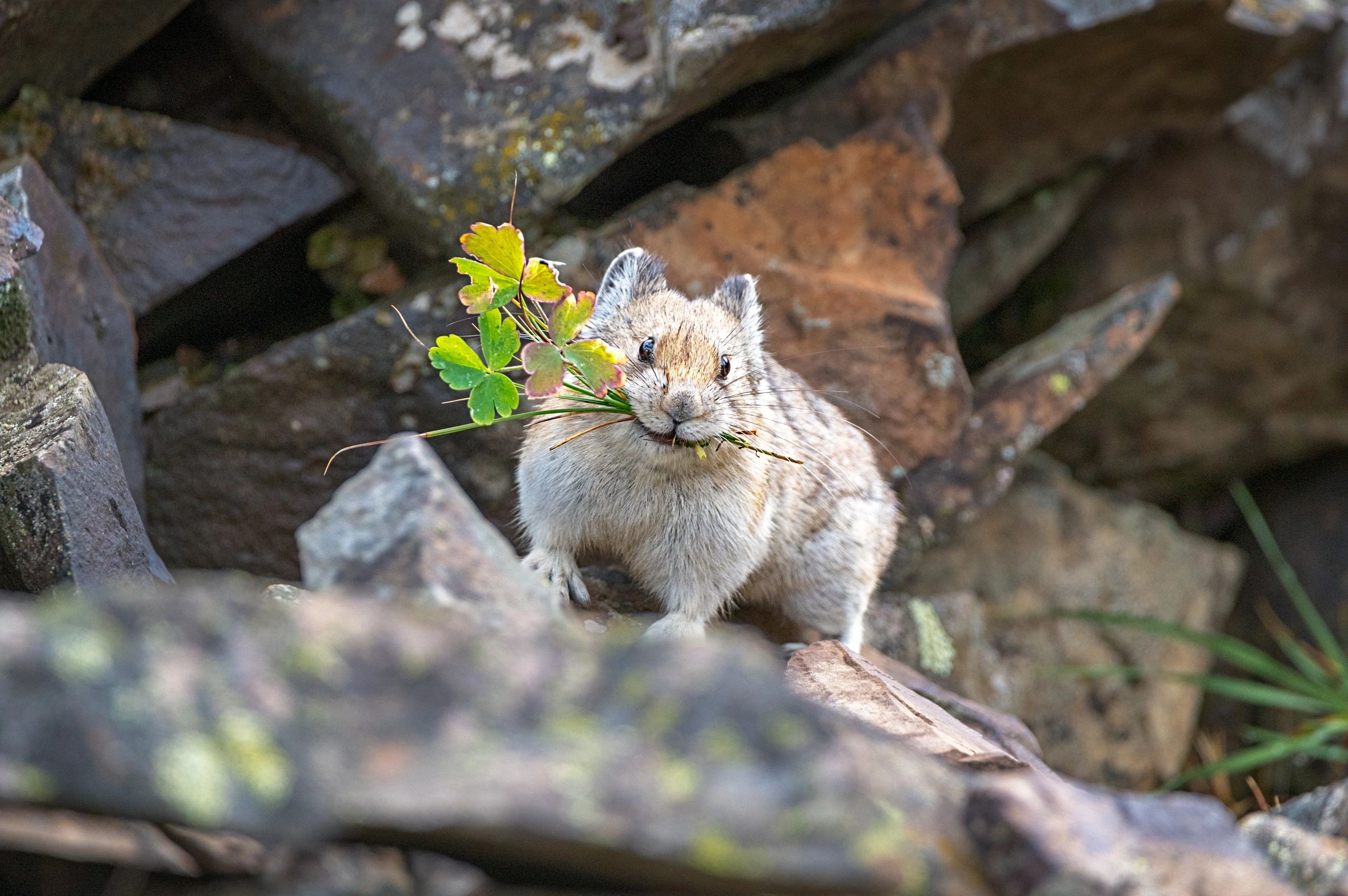 A small rodent holding green leaves in its mouth among rocks.