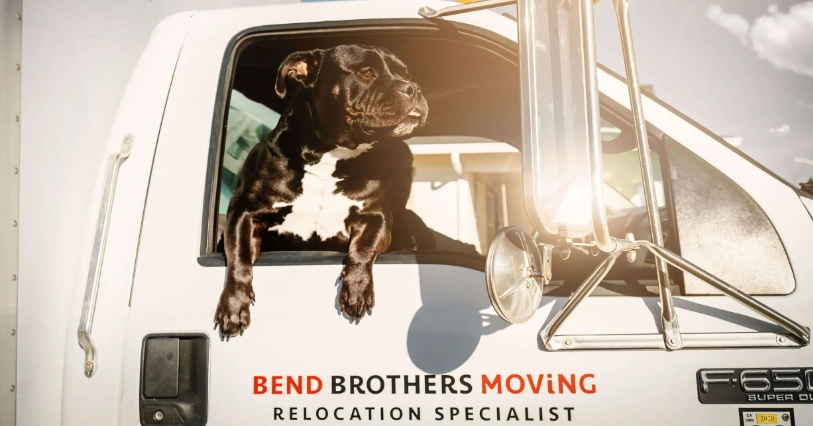 Adorable Black Dog riding passenger Bend Brothers Moving Truck Moving Company Bend Central Oregon
