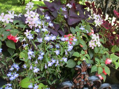 summer annual container
