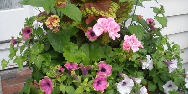 Geranium coleus petunia summer planter
