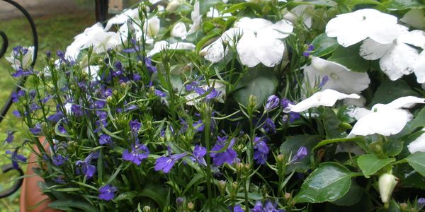 summer annual planter with impatiens and lobelia