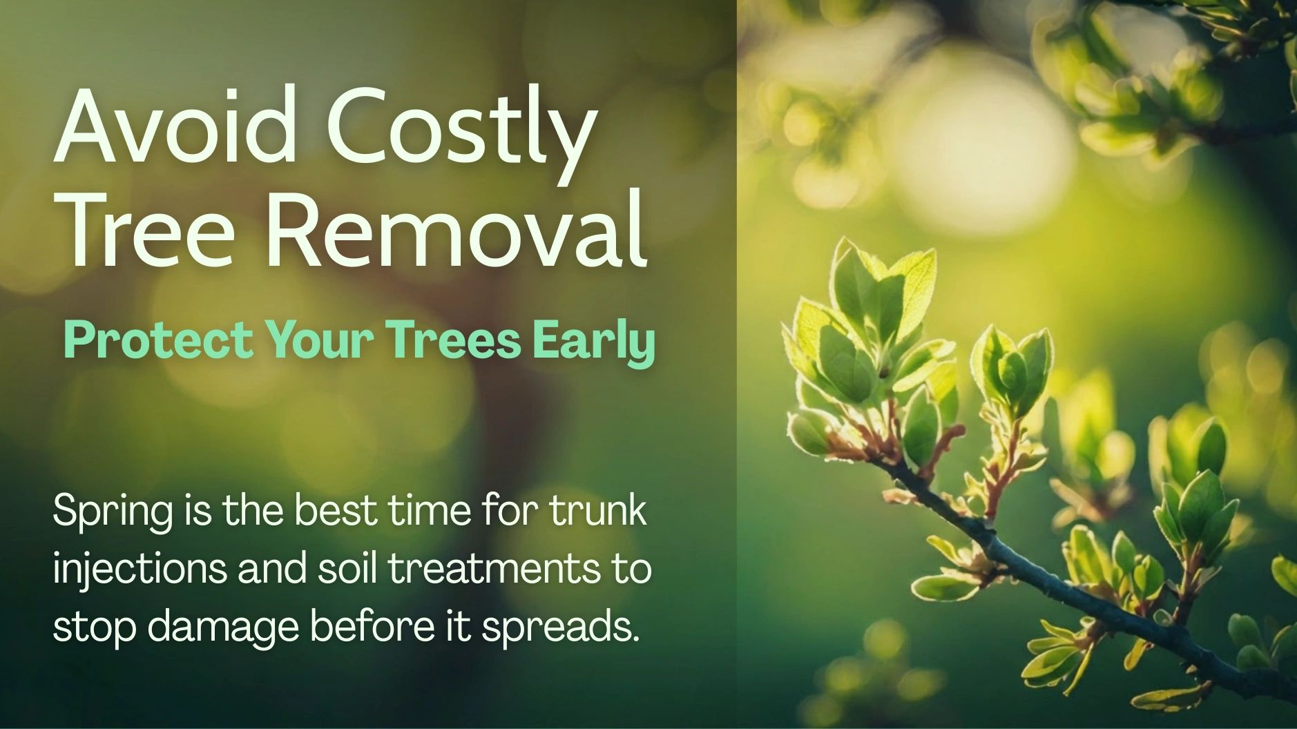 Avoid costly tree removal by protecting your trees early with trunk injections and soil treatments in spring.