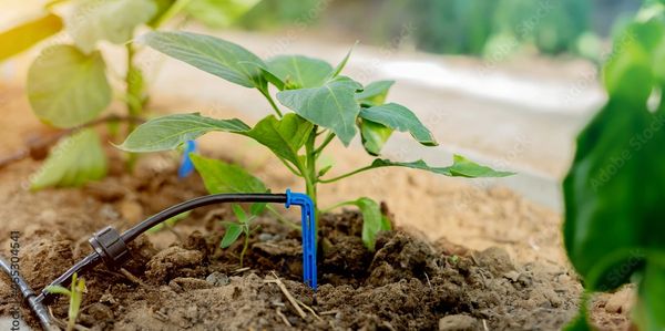 Photo of irrigation to a single plant.