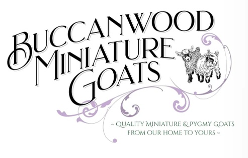 Buccanwood Miniature & Pygmy Goats